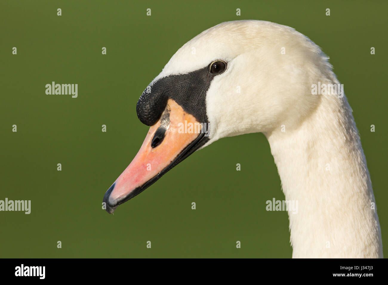 Close up of head portrait of Mute Swan Cygnus olor against green background Stock Photo