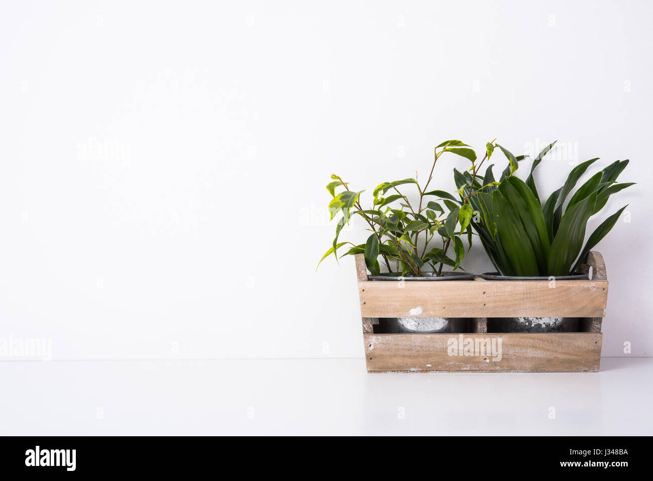 Home green plants in wooden box Stock Photo - Alamy