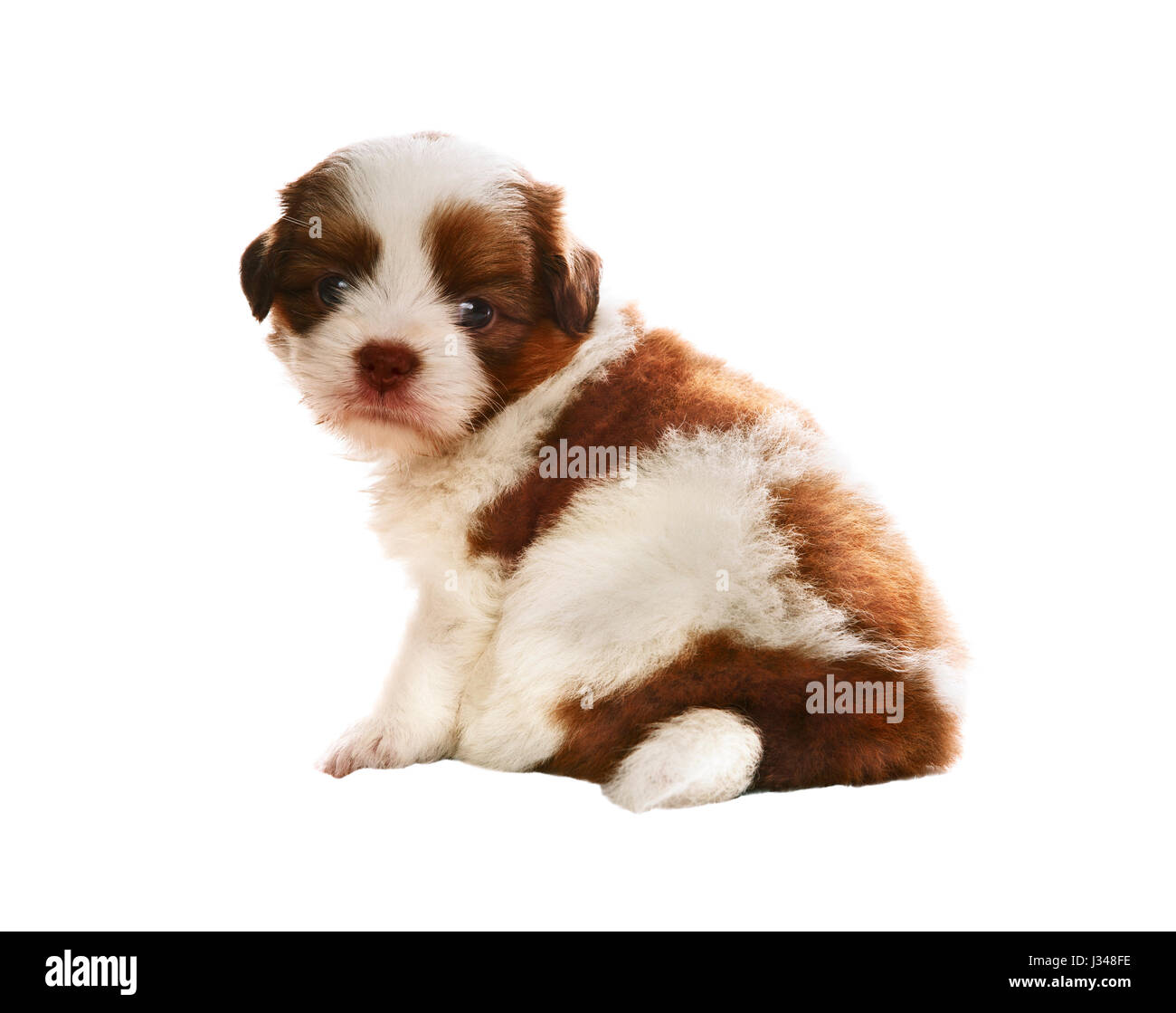 face of adorable baby shih tzu pedigree dog sitting and watching to camera with eyes contact isolated white background use for animals and pets theme Stock Photo