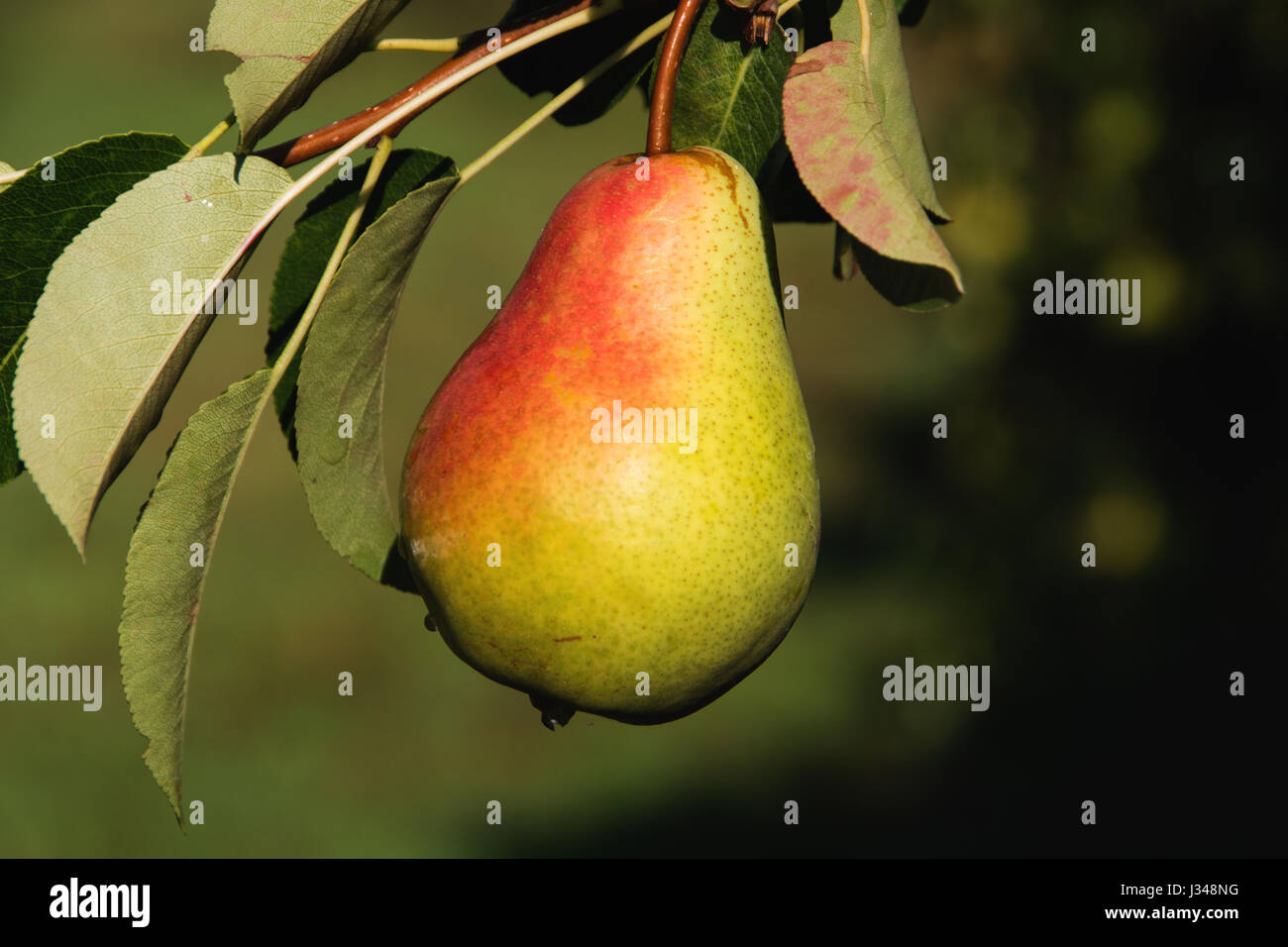 A Ripe Paer ripe pear at the tree Stock Photo - Alamy