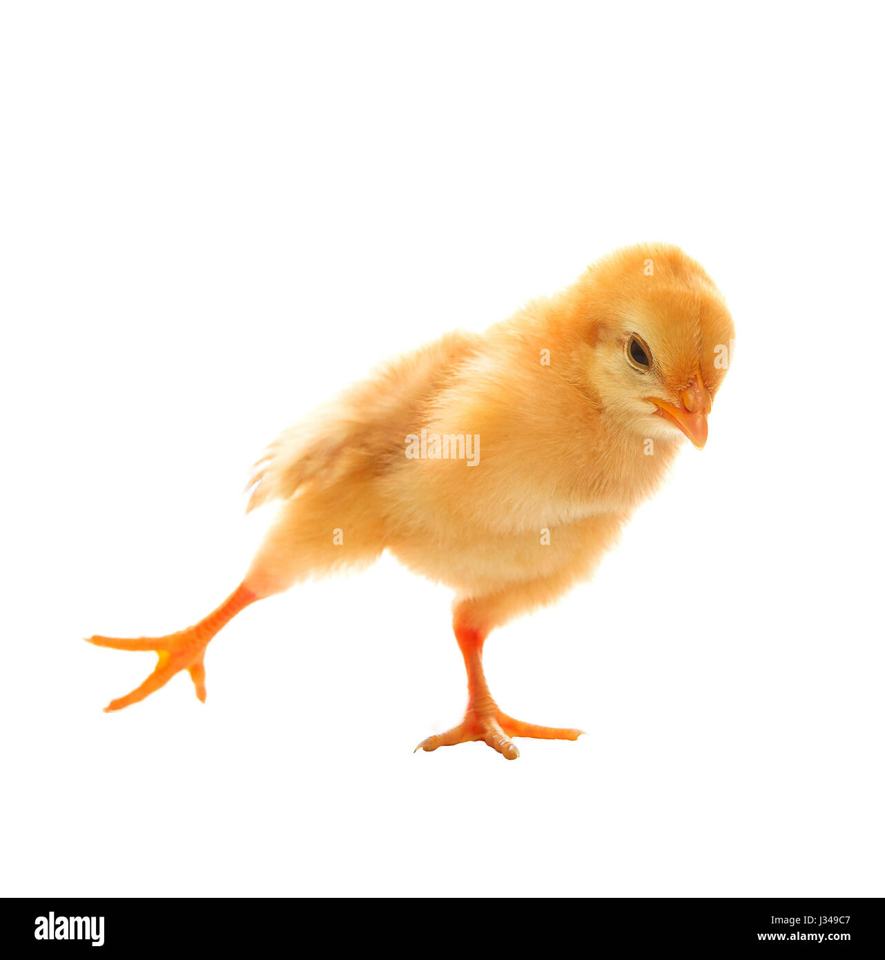 little yellow young baby chick excercise yoka isolated on white background Stock Photo