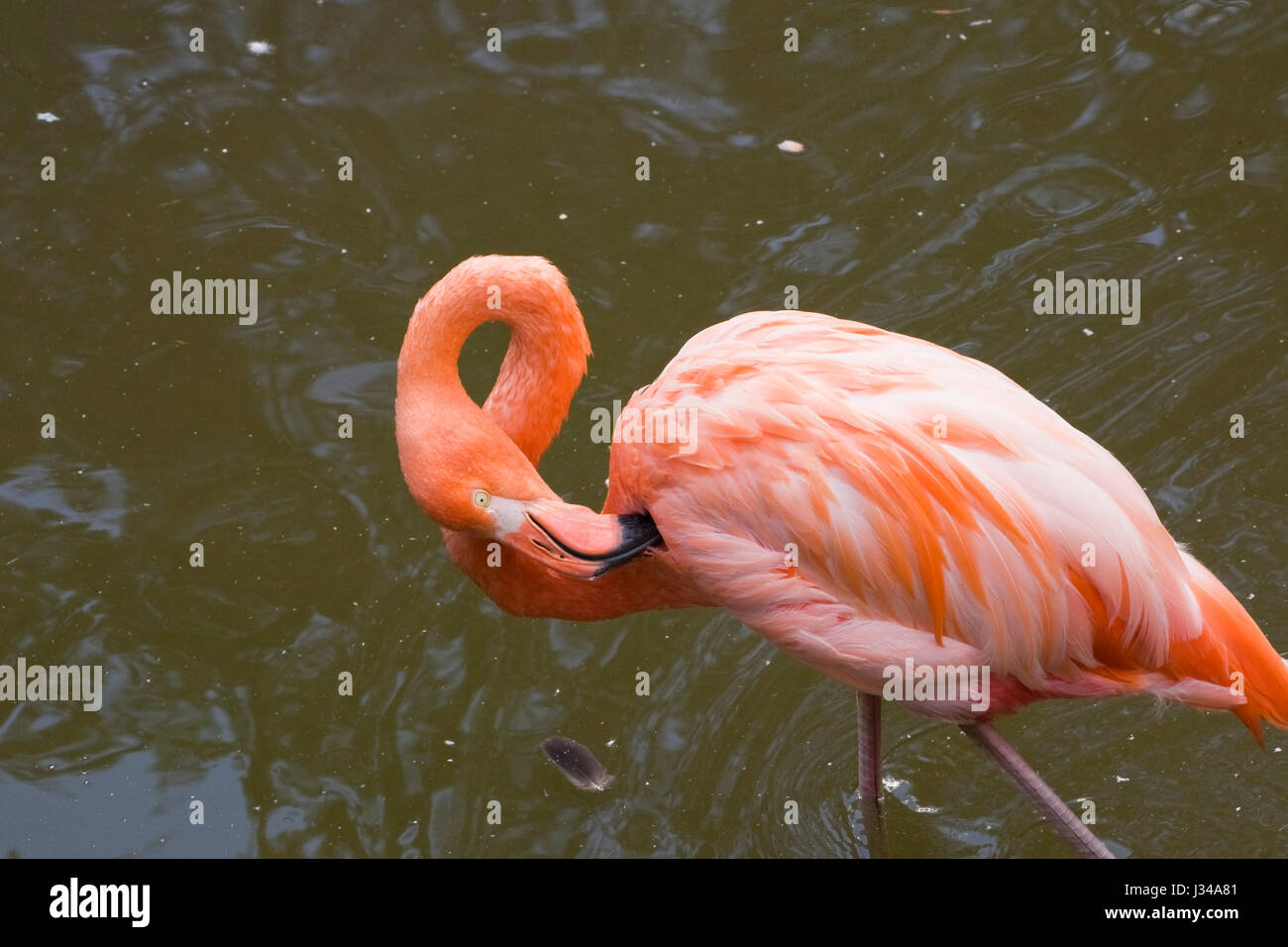 Flamingo 81 sale