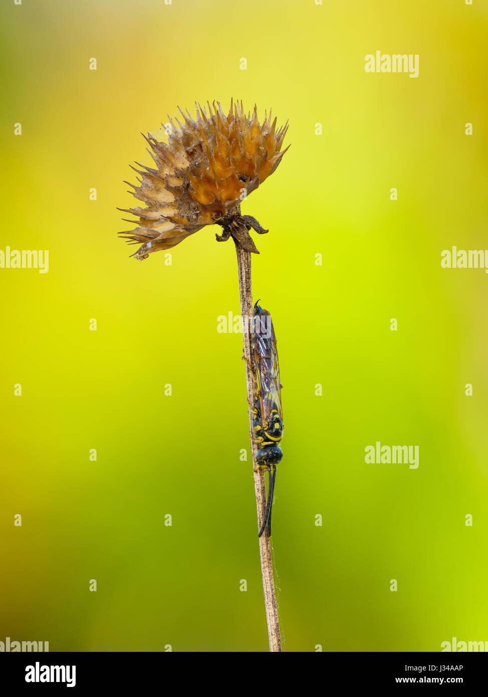 A male Thynnid Wasp (Myzinum sp.) roosts under the mature seedhead of a coastal plain honeycombhead (Balduina angustifolia) in early morning. Stock Photo
