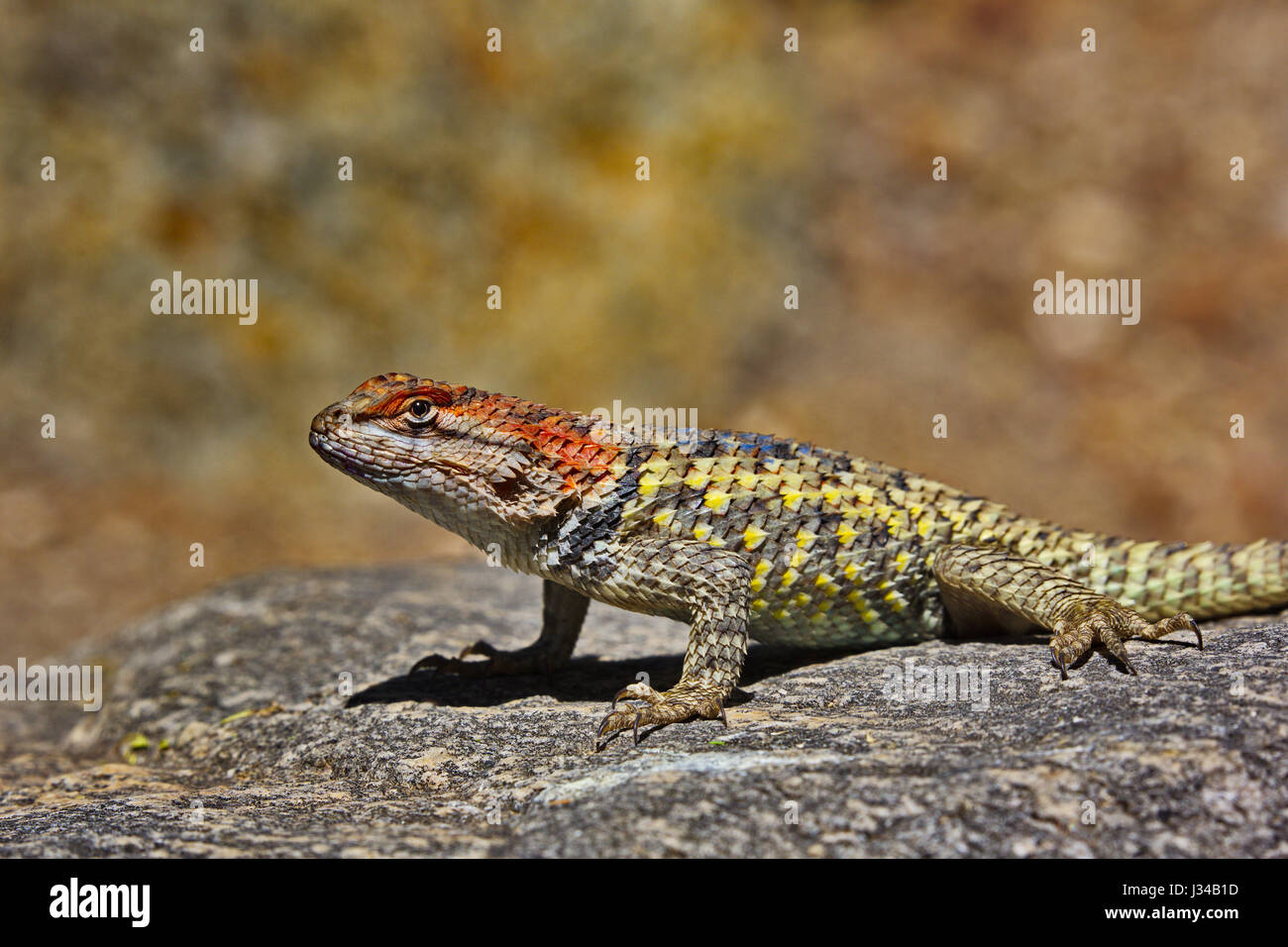 Spiny Lizard, genus Sceloporus, alertly stands on rock in Tohono Chul Park, Tucson, Arizona in America's Southwest. Stock Photo