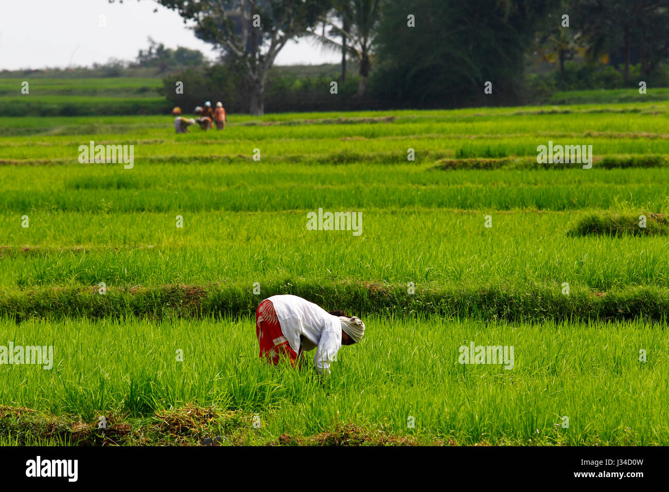 Indian woman working on the field on rural Karnataka, India Stock Photo ...