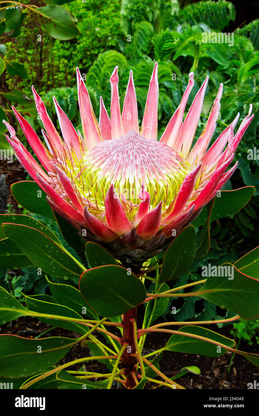 The King Protea (Protea cynaroides),  the national flower of South Africa at Kirstenbosch National Botanical Garden, Capetown Stock Photo