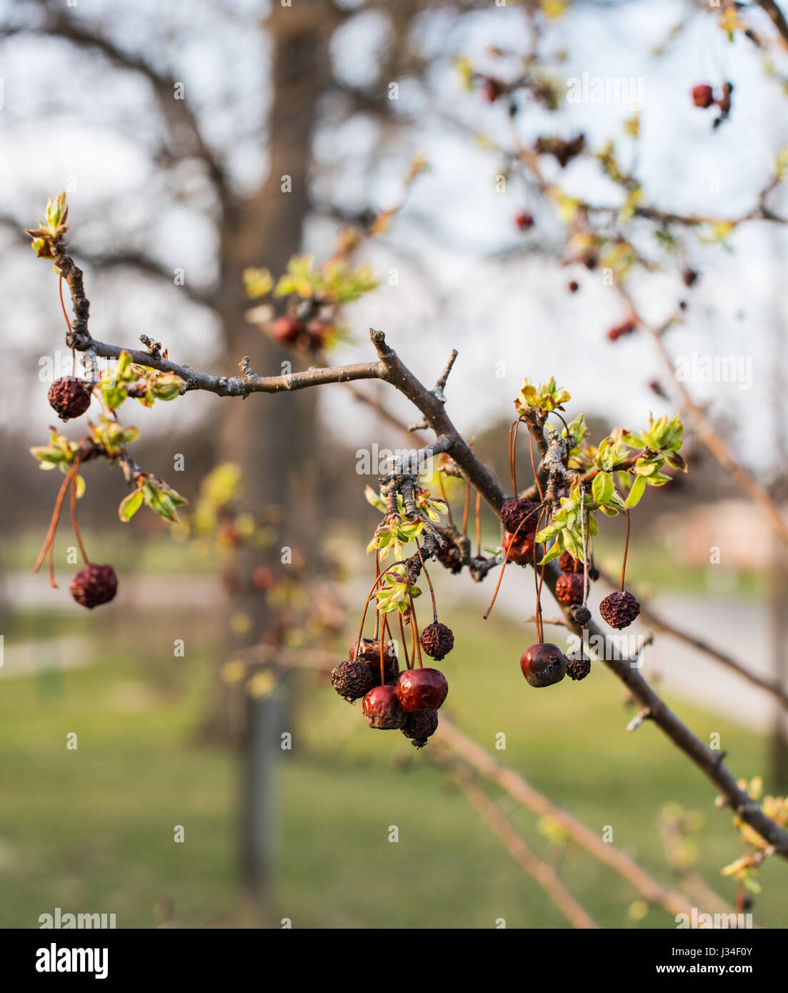 Dead berries on a tree branch with leaf buds forming on a warm day in Indiana in March. Stock Photo