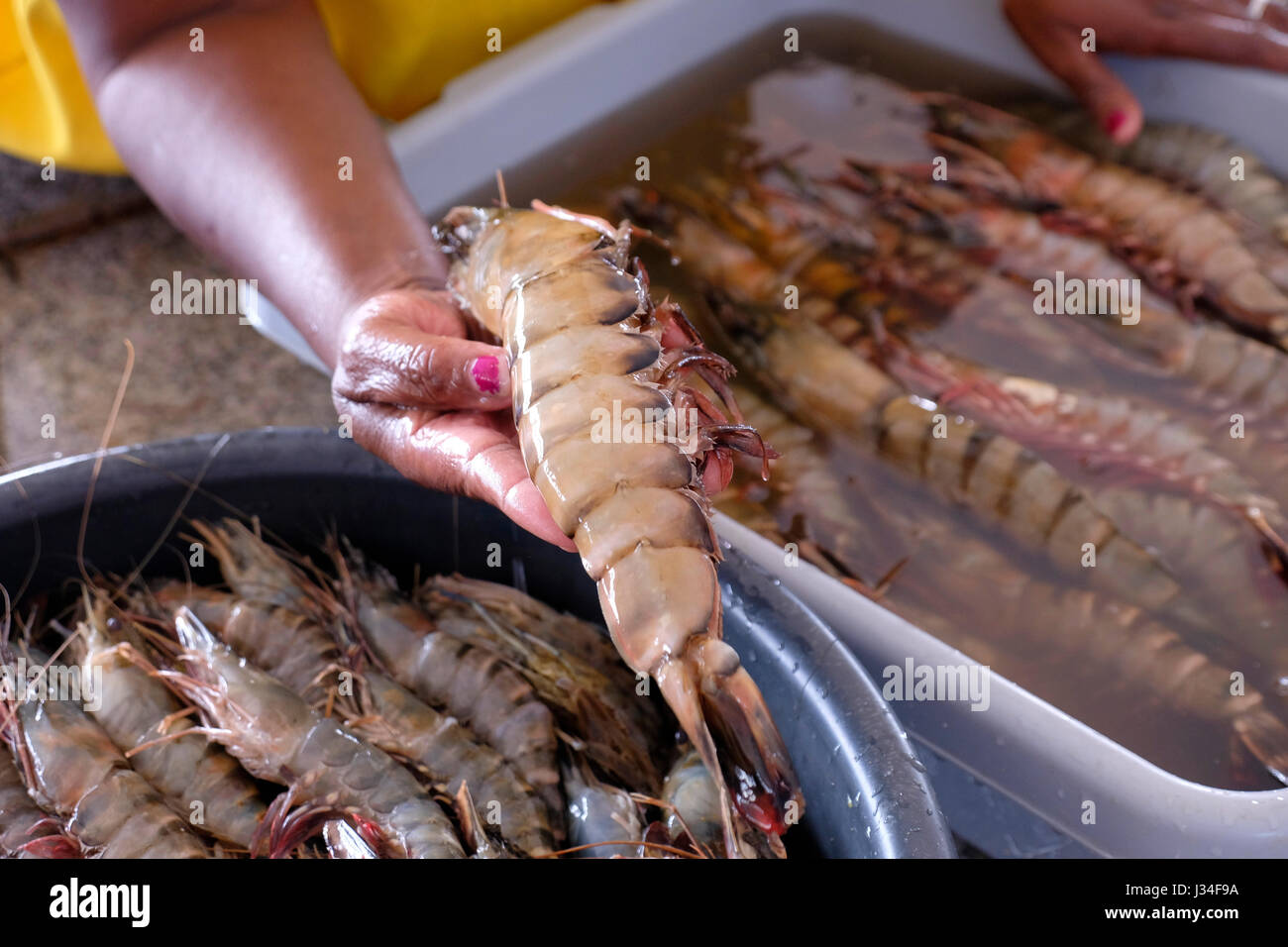 Fresh prawns for sale at the Fish Market in a large white building en