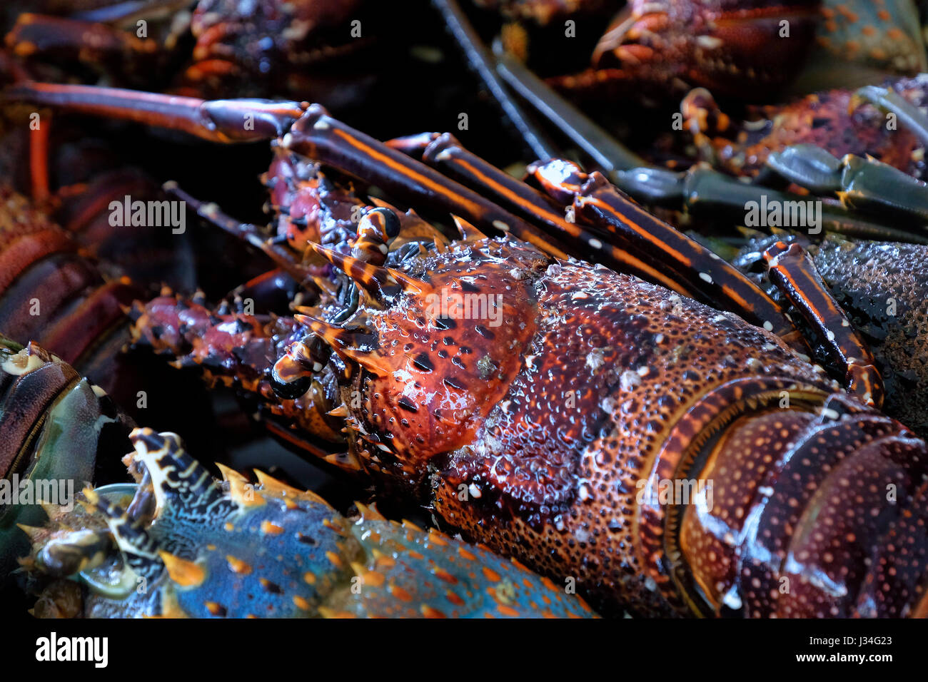 Panulirus ornatus known also as tropical rock lobster, or ornate spiny