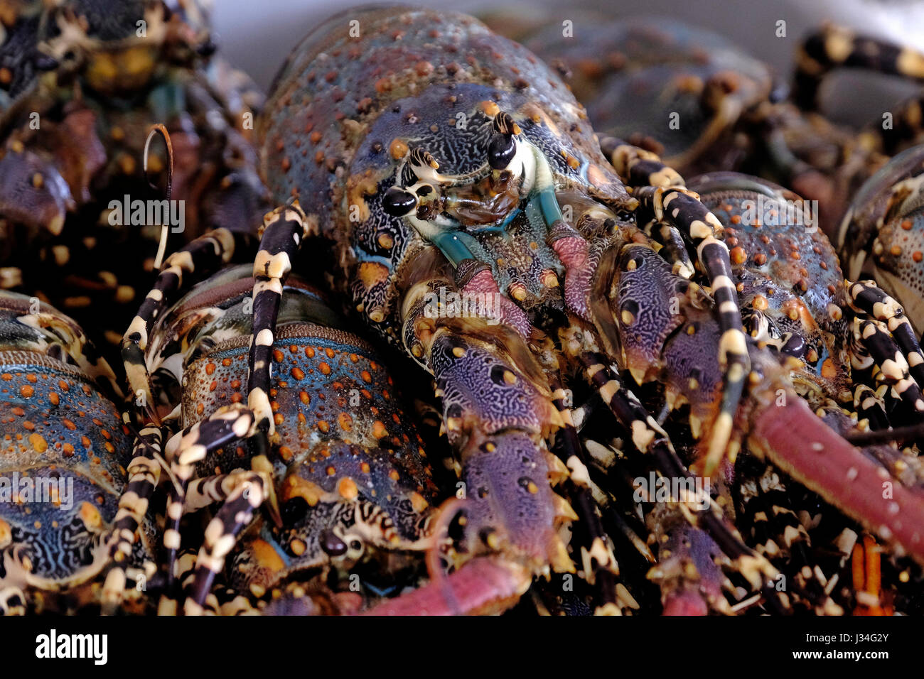 Panulirus ornatus known also as tropical rock lobster, or ornate spiny