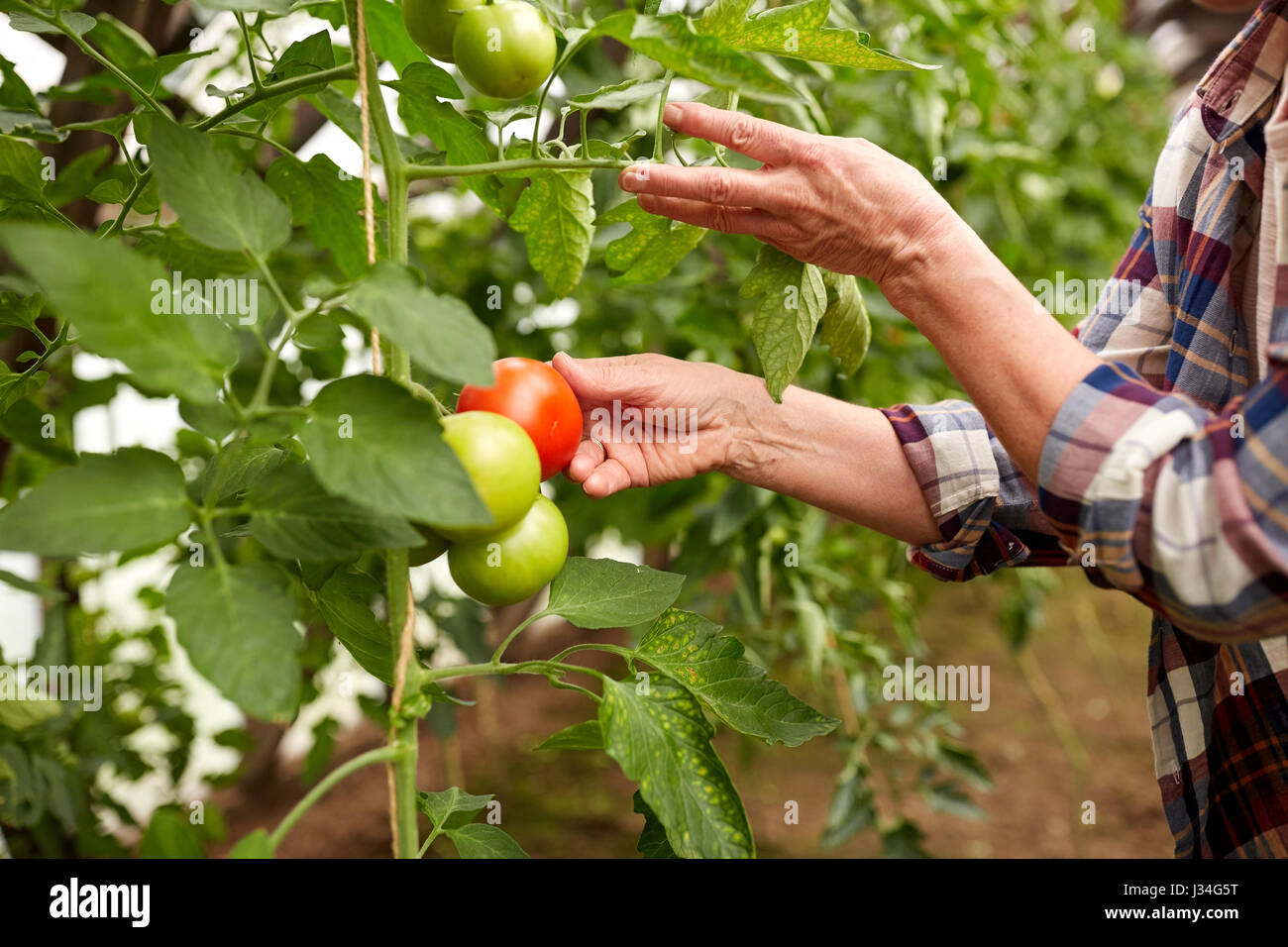 senior woman picking tomatoes at farm greenhouse Stock Photo - Alamy