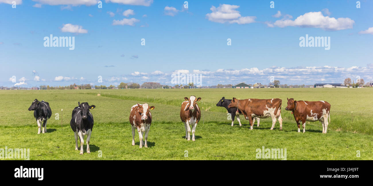 Panorama of cows in the dutch landscape near Groningen Stock Photo - Alamy