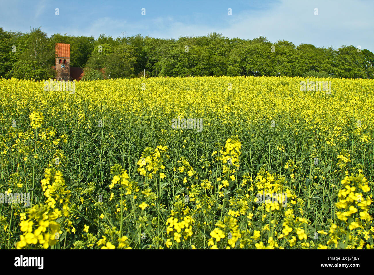 Yellow rapse field in denmark in spring Stock Photo