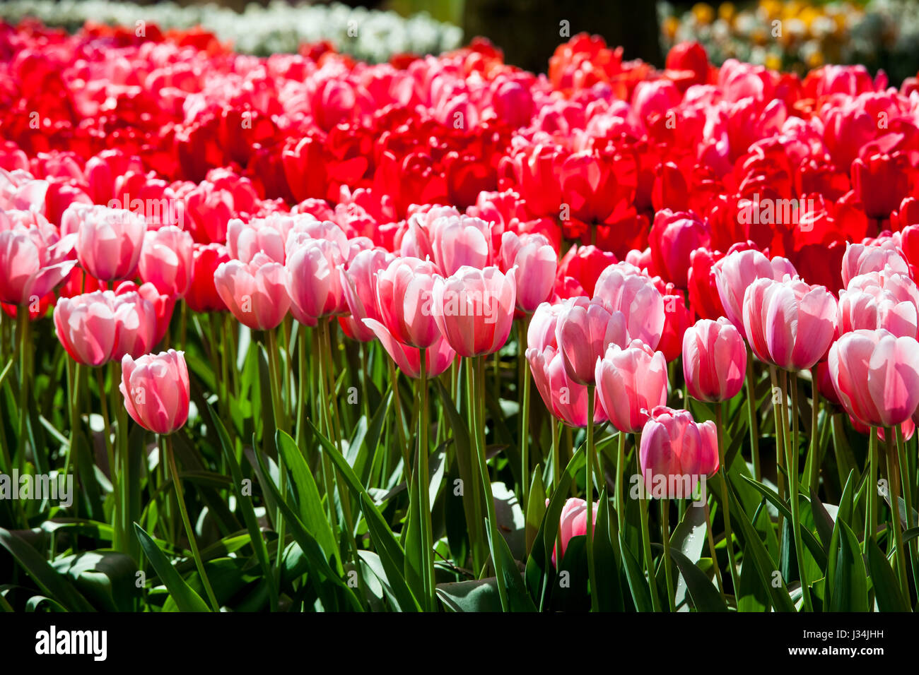 Red tulips in Keukenhof park Stock Photo - Alamy