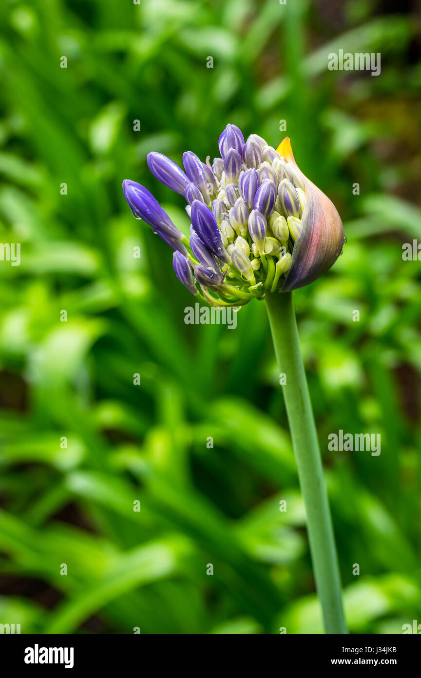 Macro of a flowering Agapanthus, Agapanthus praecox, after a rain shower. Background out of focus Stock Photo