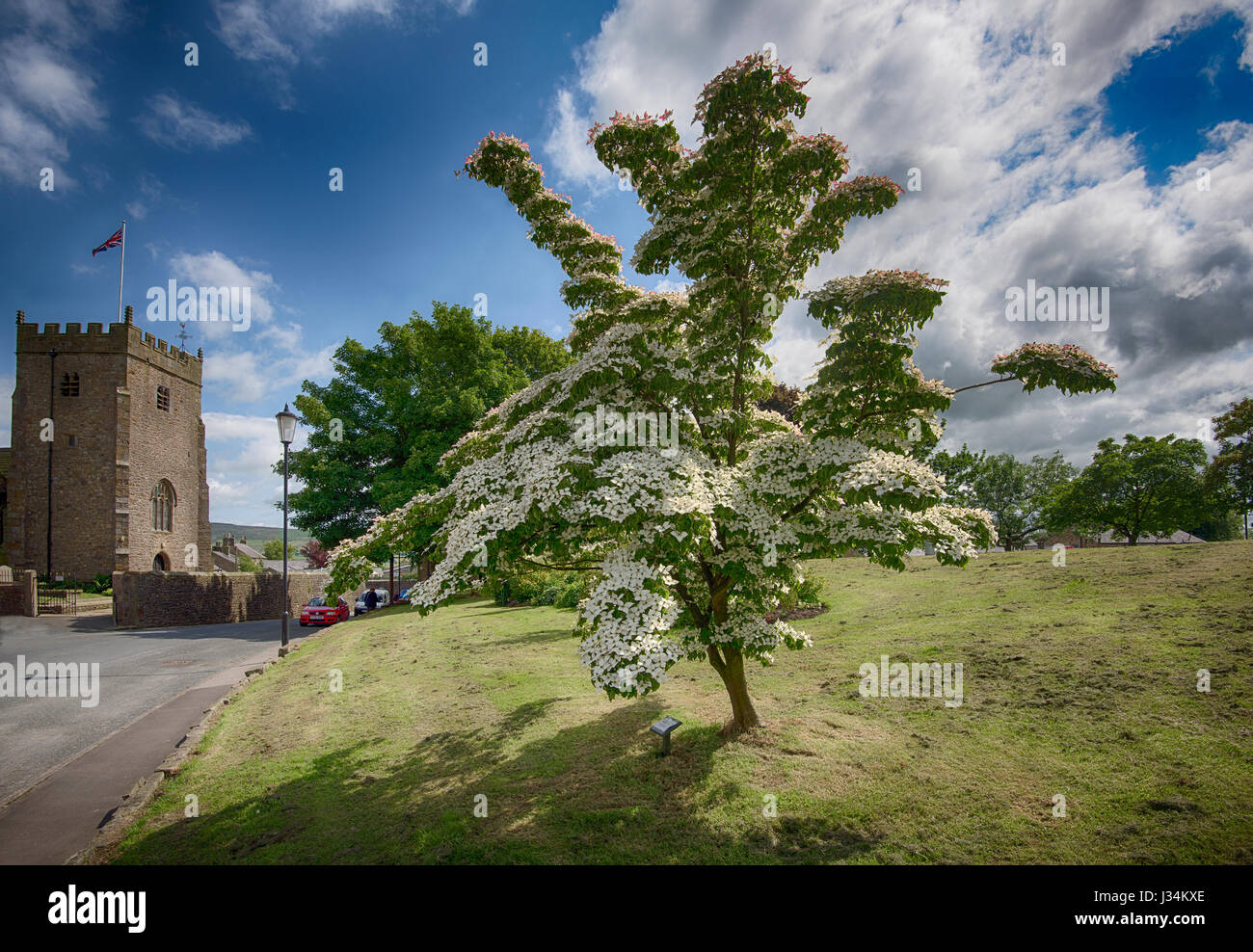 American Pink Dogwood tree in flower, Chipping, Lancashire. Stock Photo
