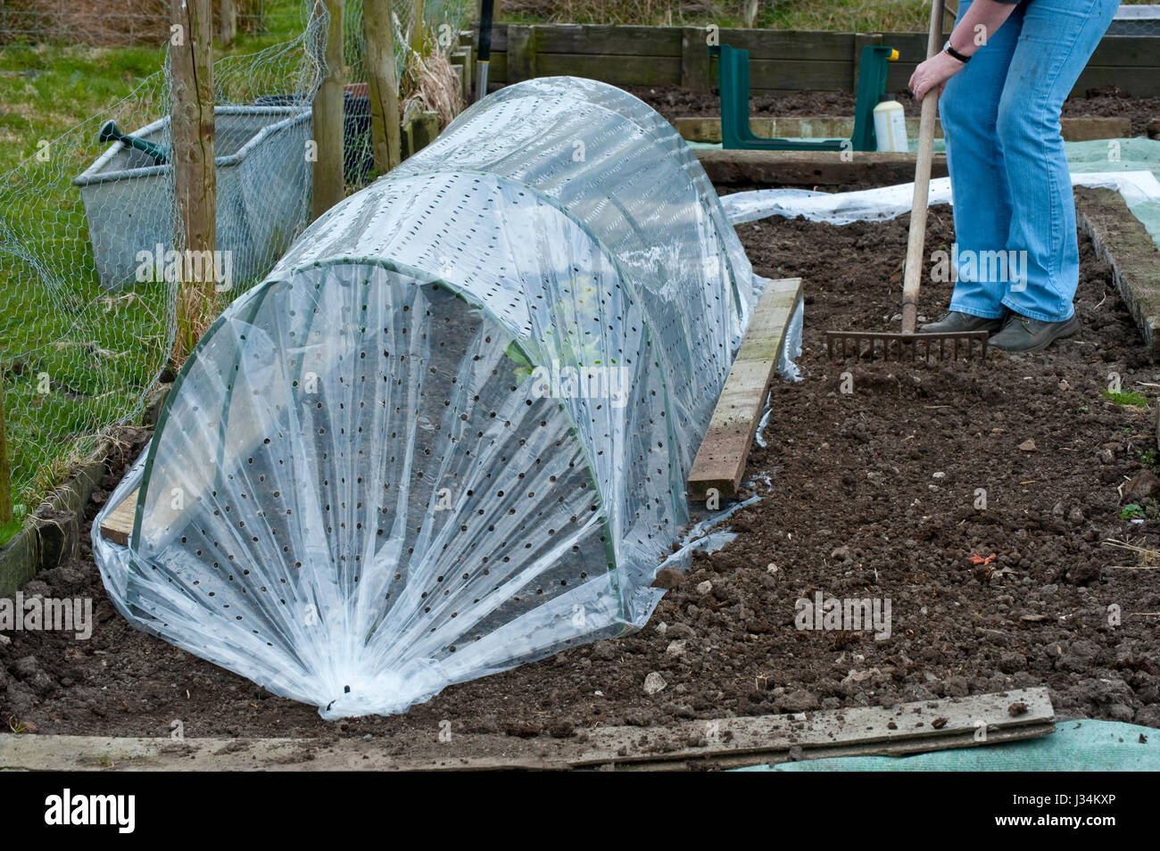 Lettuce growing in a polythene tunnel cloche in a garden, Lancashire