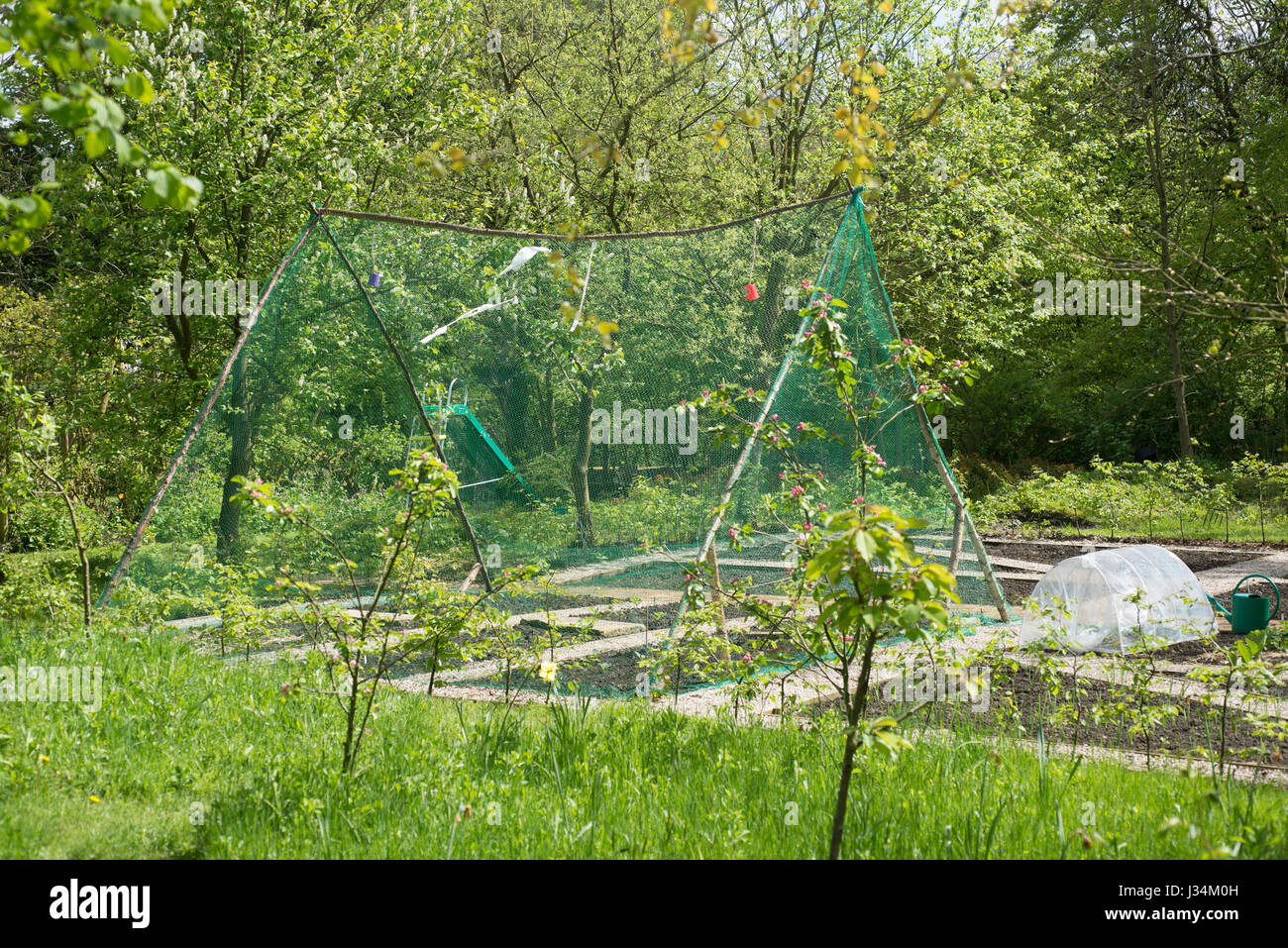 Vegetables protected by a netting structure in the garden, Chipping, Preston, Lancashire. Stock Photo