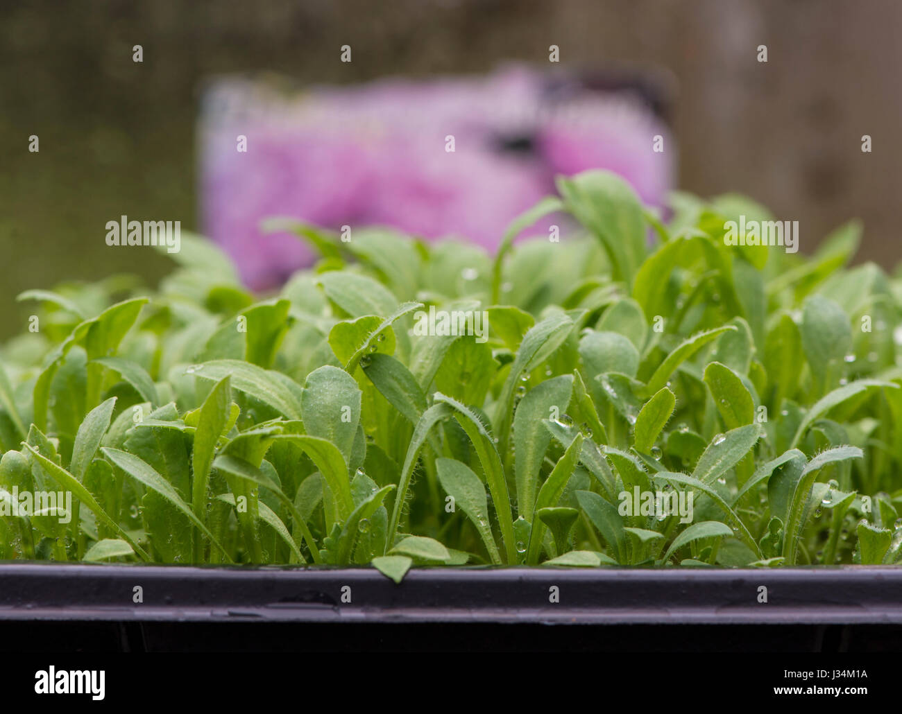 Candy Floss poppies growing in a greenhouse, Chipping, Lancashire Stock