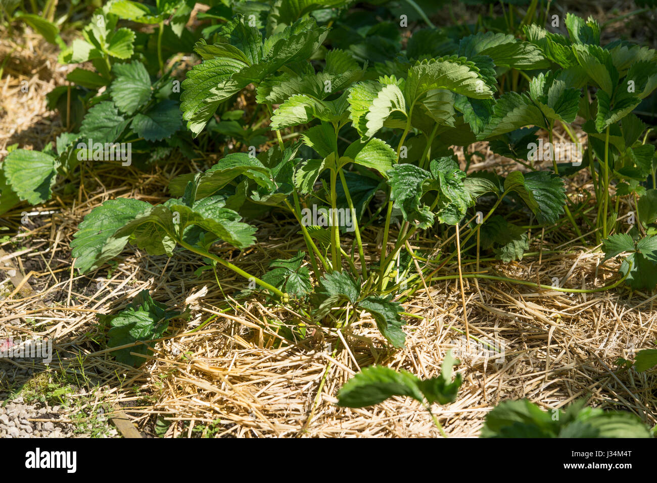 Straw round strawberries growing in a garden, Chipping, Lancashire Stock Photo Alamy
