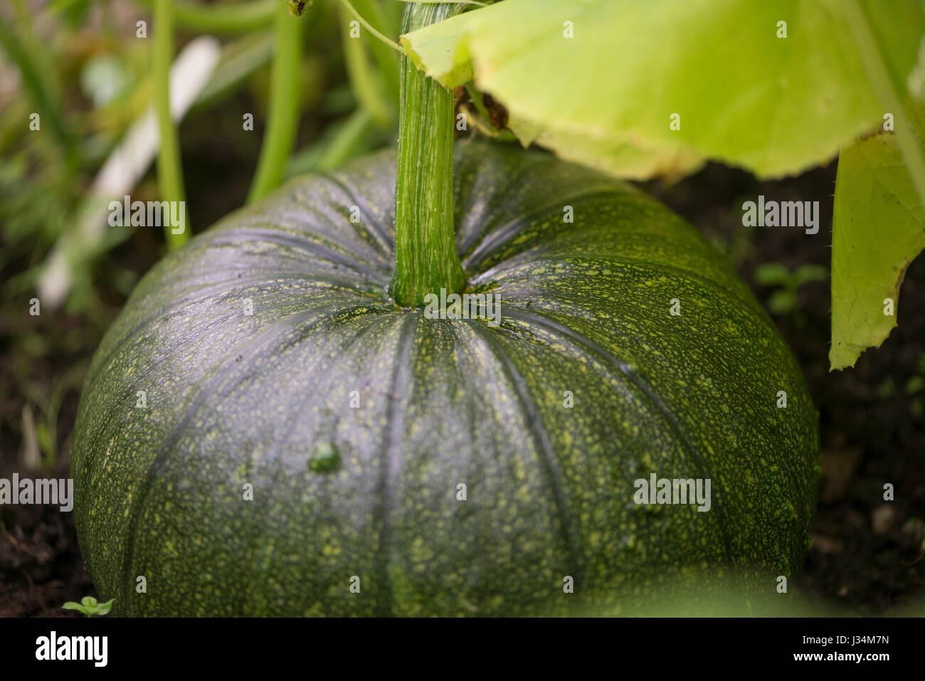 Green pumpkin growing in a garden greenhouse, Chipping, Lancashire ...