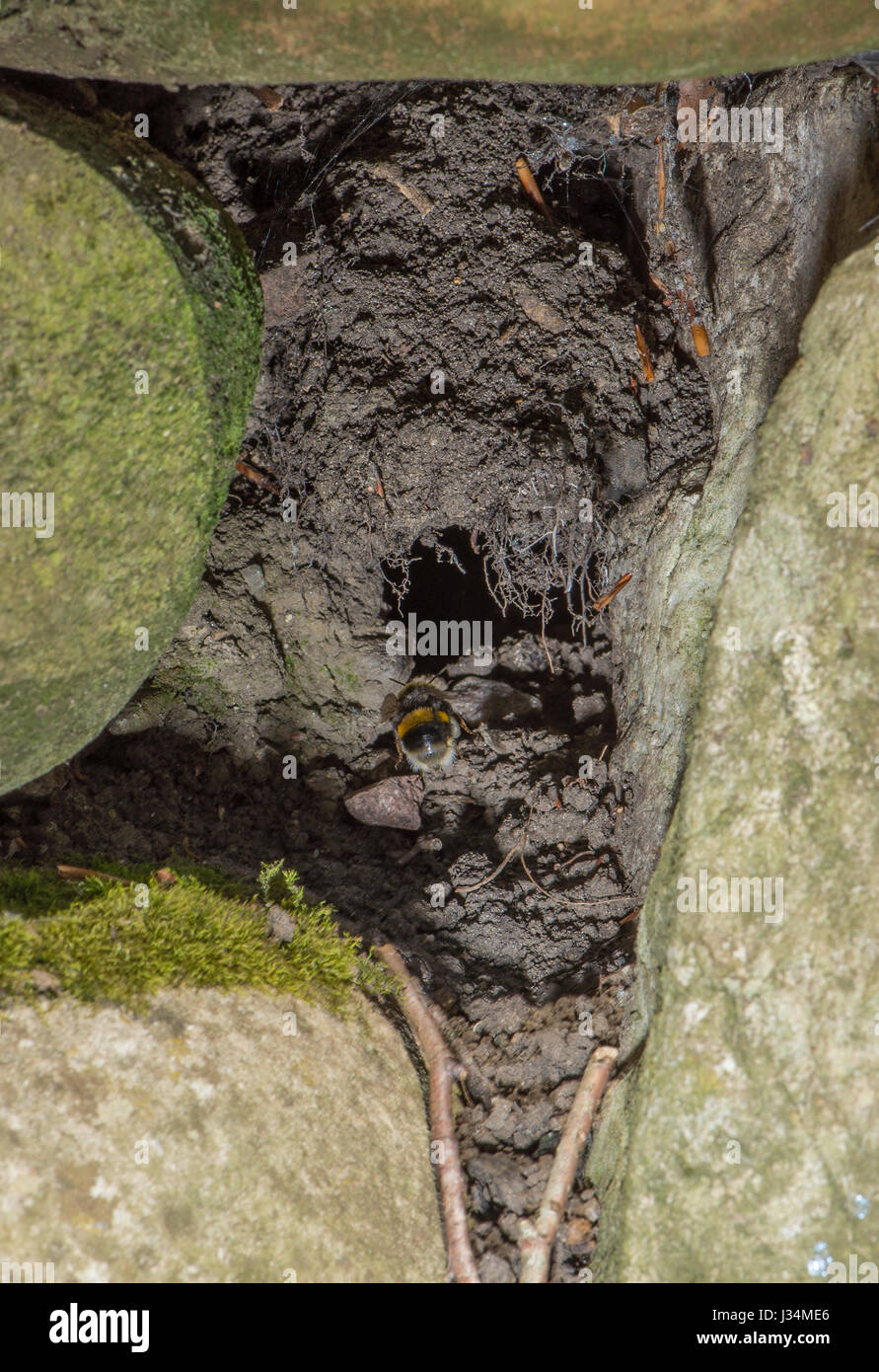 Bumble bee nest in a stone garden wall, Chipping, Lancashire. Stock Photo