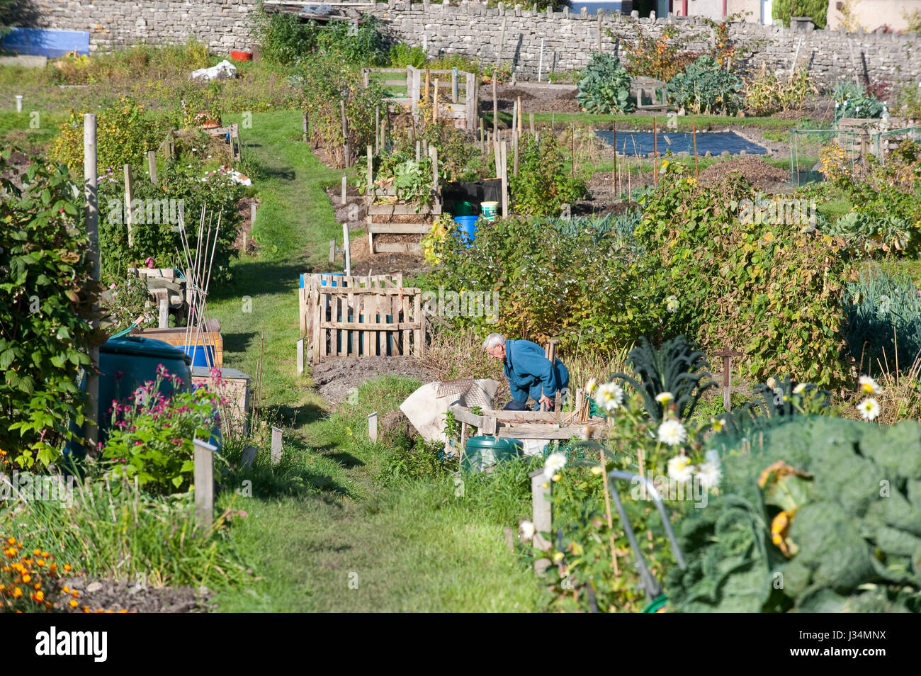 Gardening allotments,Kendal, Cumbria. Stock Photo