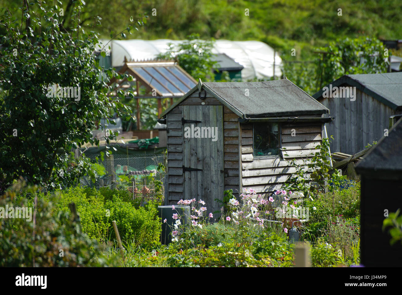 Sheds and greenhouses on allotments at Settle, North Yorkshire Stock