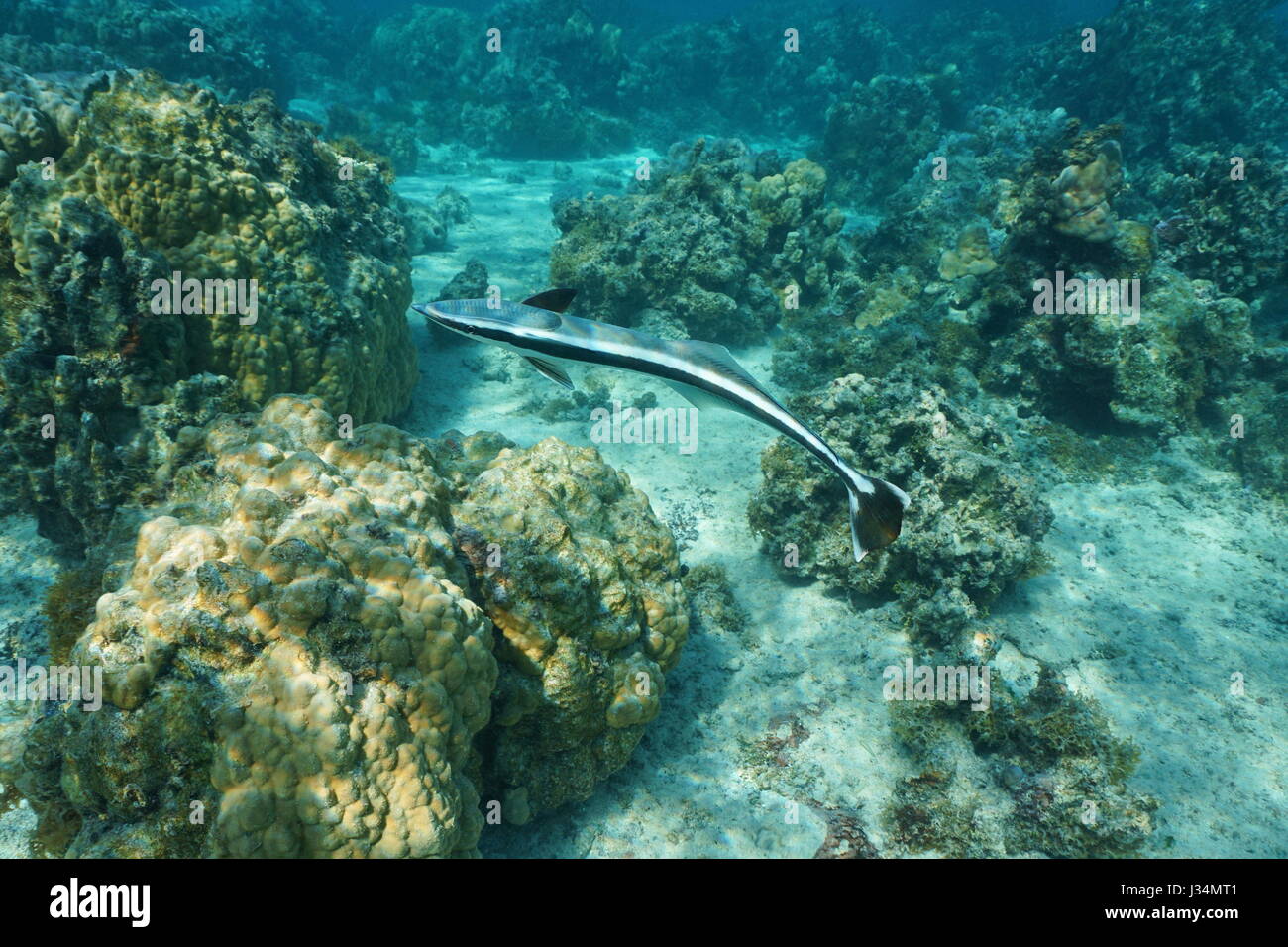 Remora fish live sharksucker, Echeneis naucrates, underwater in the lagoon of Bora Bora, Pacific ocean, French Polynesia Stock Photo