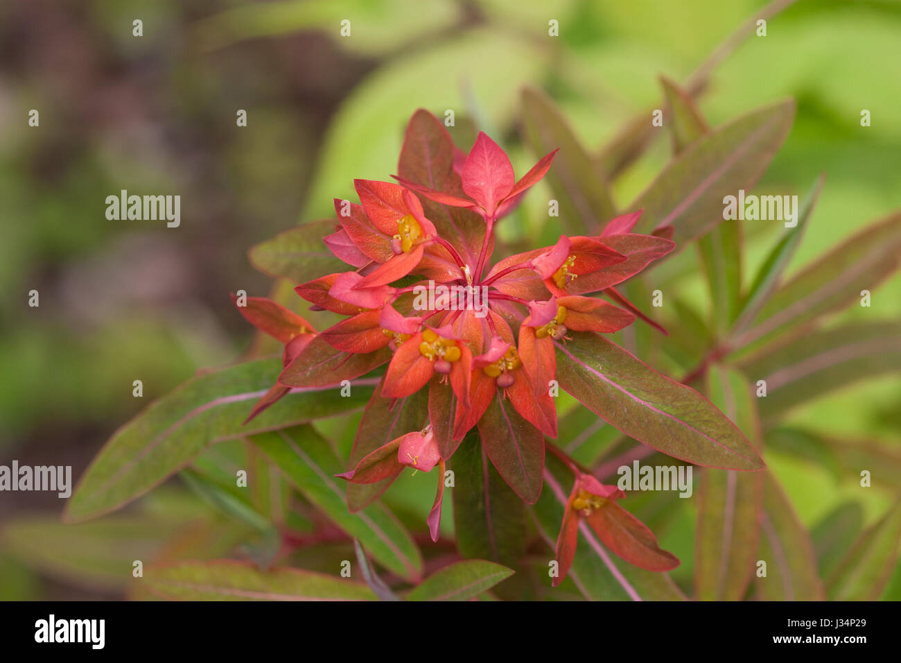 Euphorbia griffithii 'Fireglow' Stock Photo Alamy