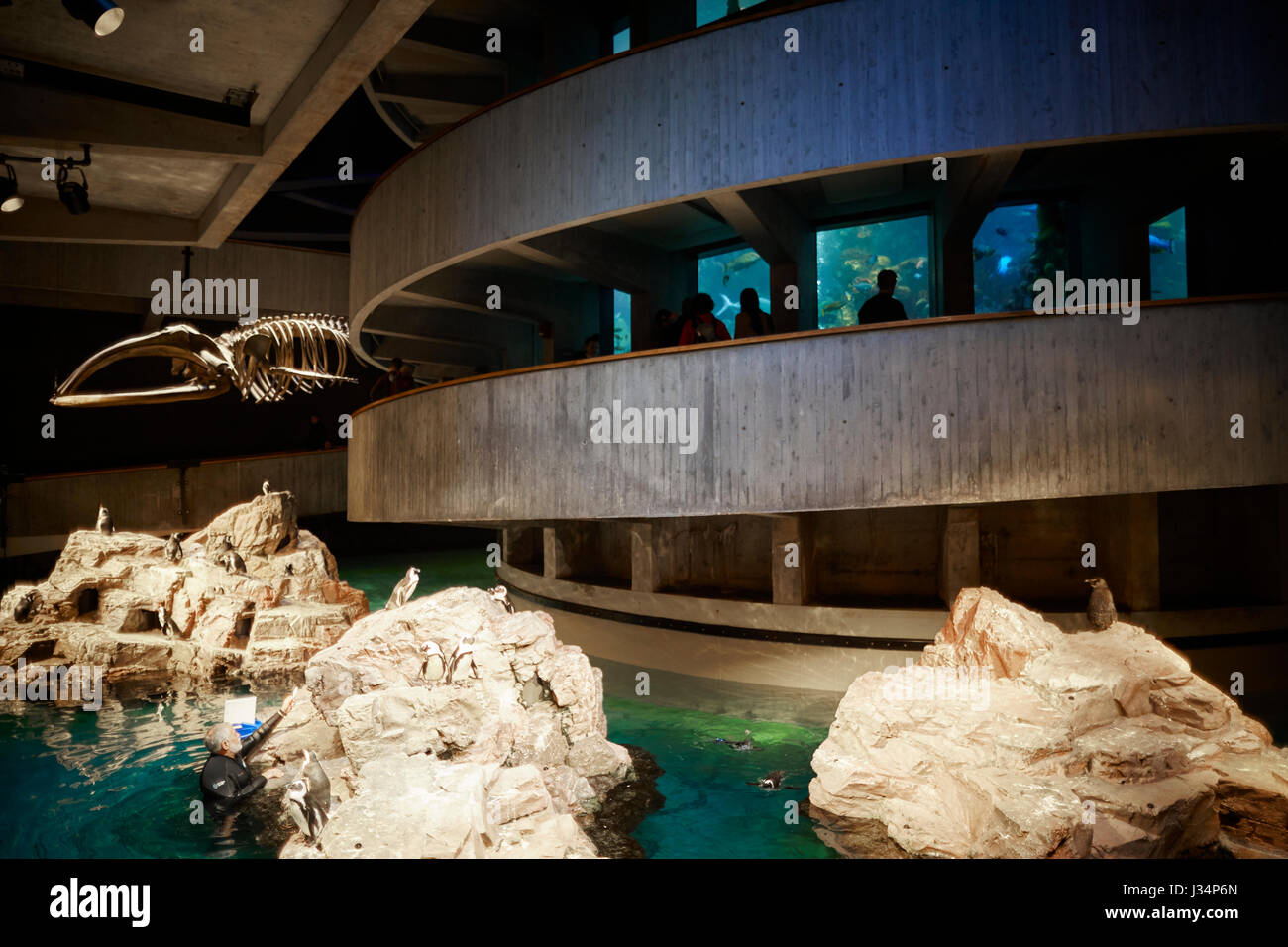 Inside the Aquarium  Boston capital of Massachusetts, United States, USA, Stock Photo