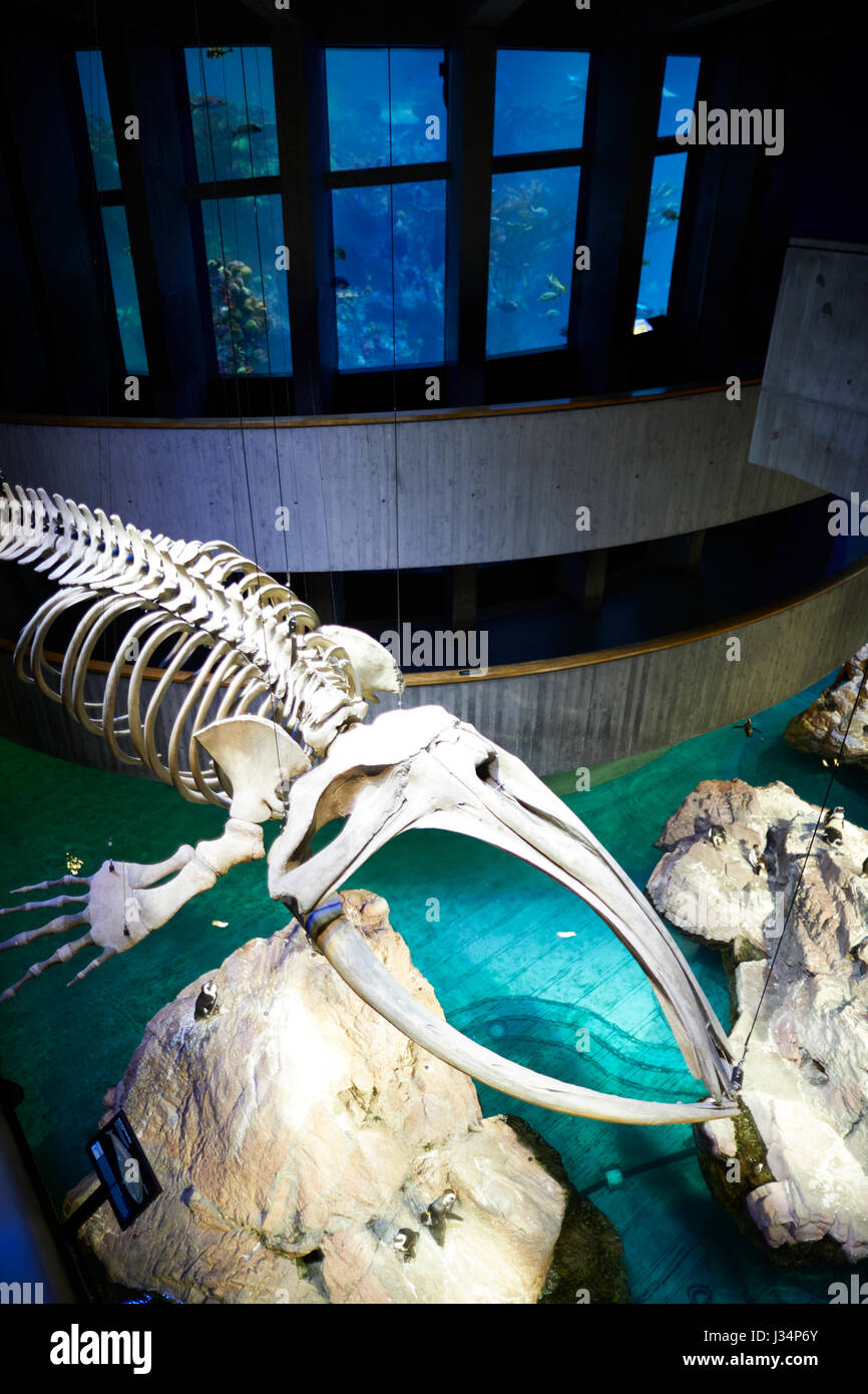Inside the Aquarium Boston capital of Massachusetts, United States, USA