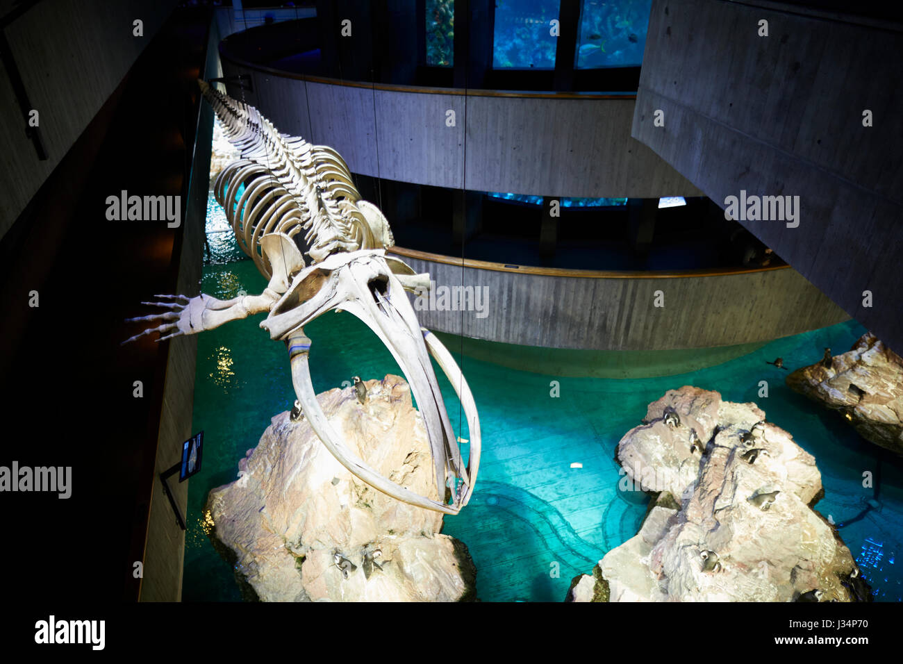 Inside the Aquarium  Boston capital of Massachusetts, United States, USA, Stock Photo