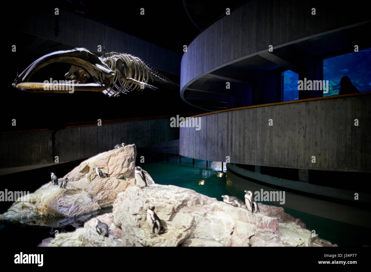 Inside the Aquarium  Boston capital of Massachusetts, United States, USA, Stock Photo