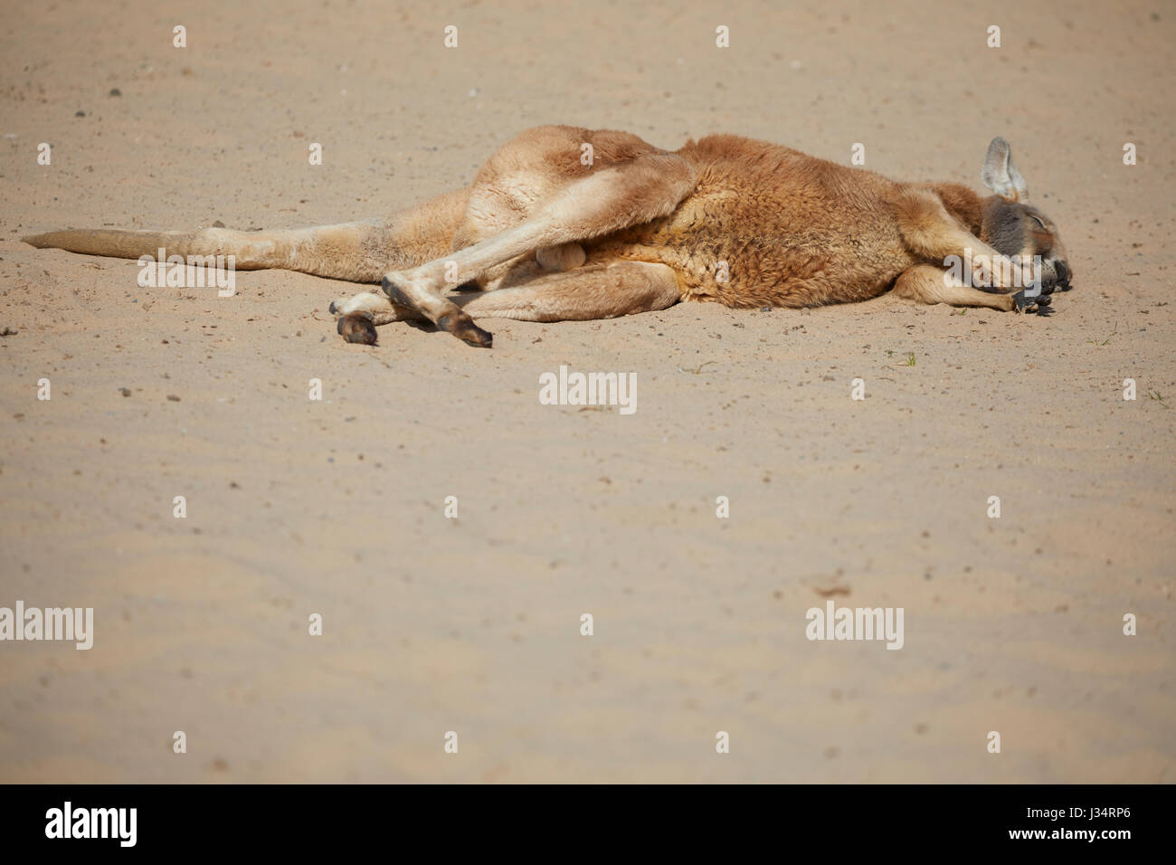 Kangaroo at Blackpool Zoo Stock Photo