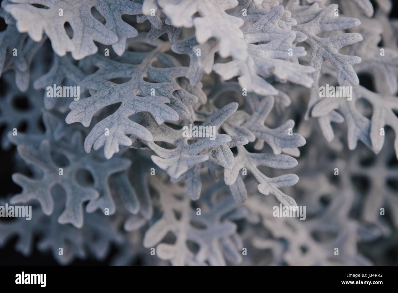 Close up shot of senecio leaves with selective focus Stock Photo