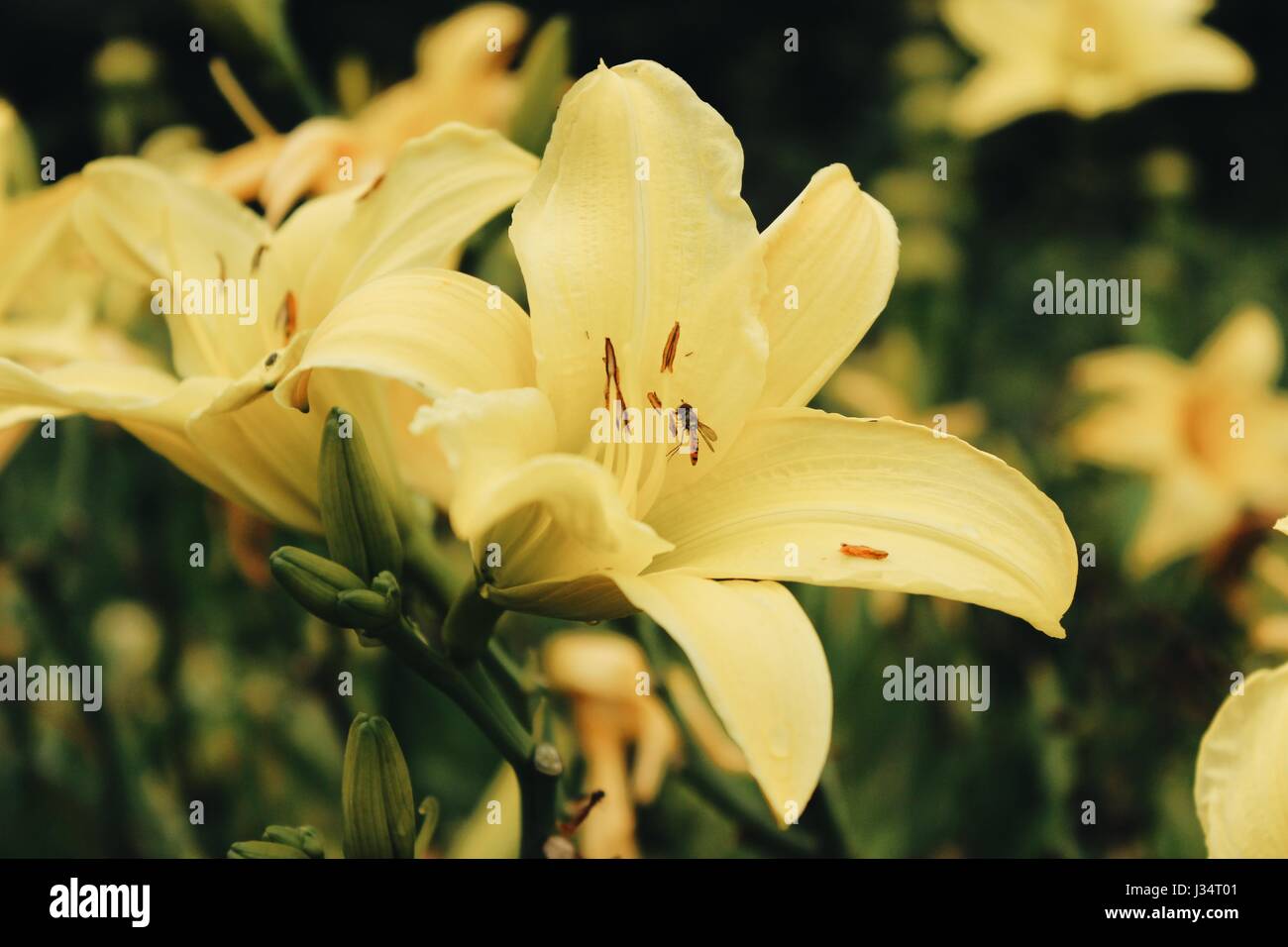 The Legend of Golden Lily Yamashita s Gold