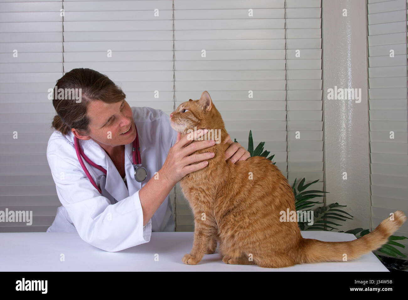 Model released image with female veterinarian examining male orange