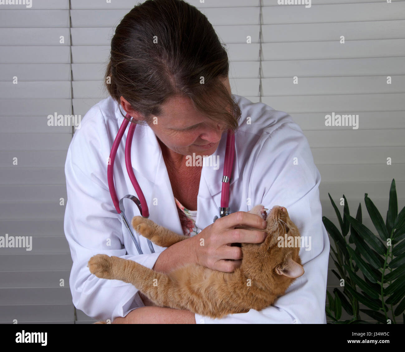 Model released image with female veterinarian examining male orange tabby cat on exam table Stock Photo