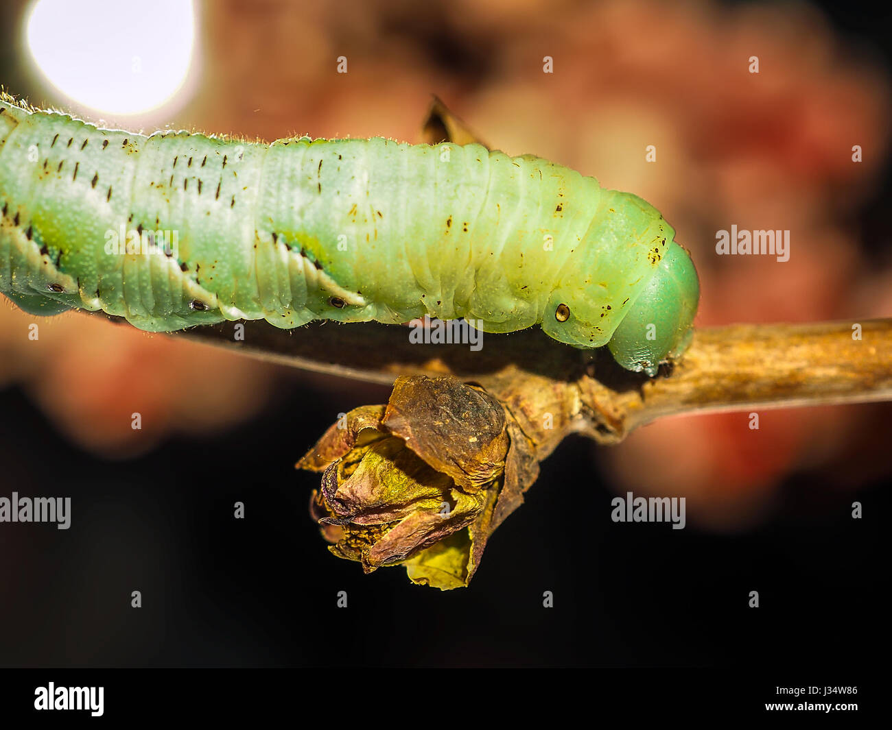 Io moth automeris io hi-res stock photography and images - Alamy