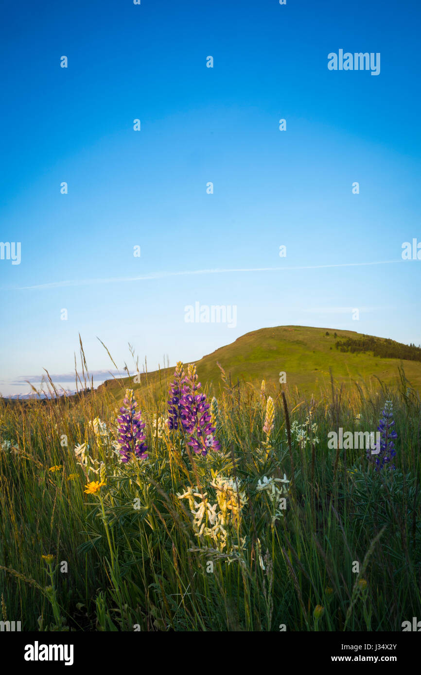 Eastern oregon rangeland hi-res stock photography and images - Alamy