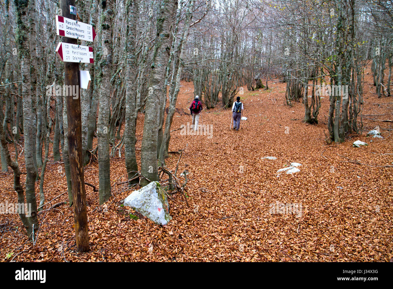 Hiking through autumn beech forest in Pollino National Park Stock Photo