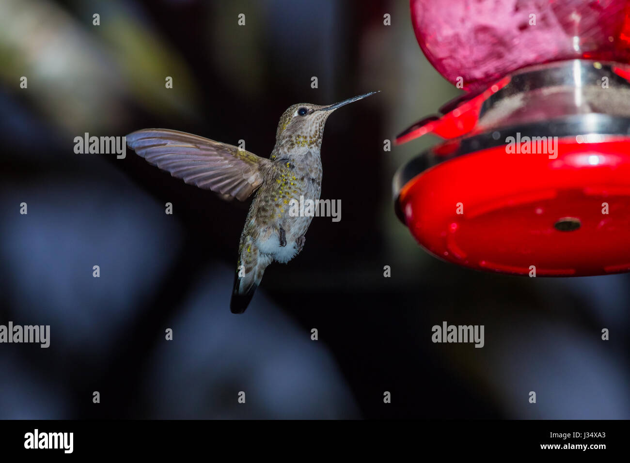 Hummingbird At A Garden Feeder With Homemade Nectar On A Spring