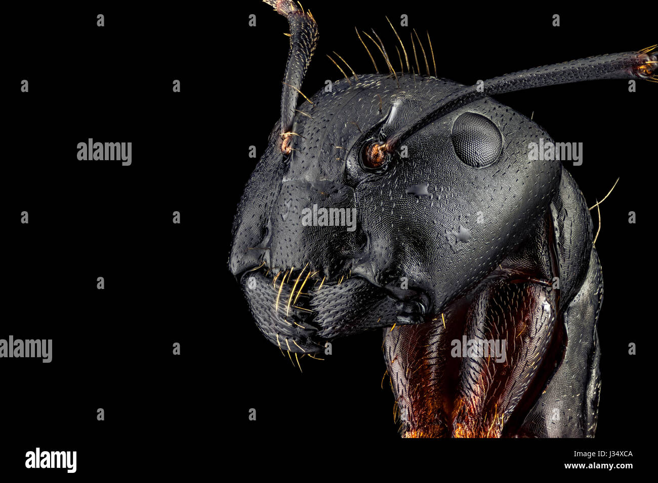 Extreme macro portrait of an ant, sharp and detailed, magnified 4 times through a microscope objective. The width of the frame is 5mm. Stock Photo