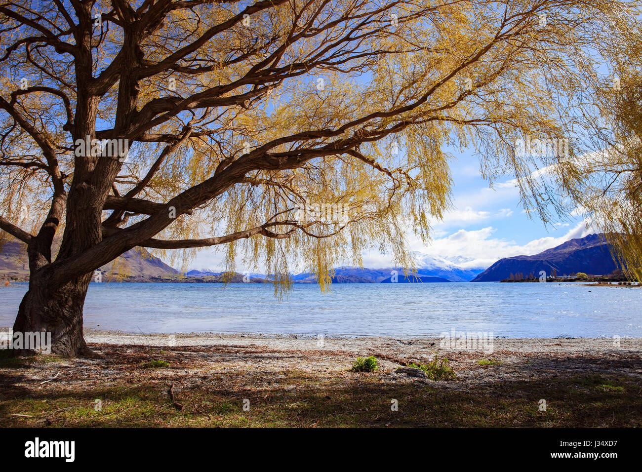 beautiful scenic of lake wanaka in south island new zealand important ...