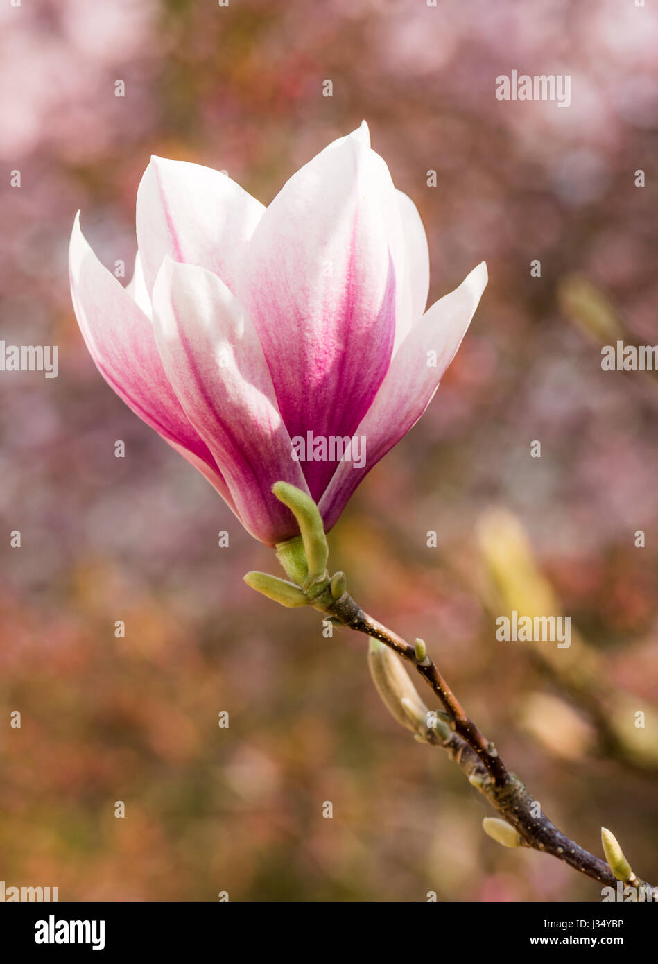 Pink blossom of a magnolia tree Stock Photo - Alamy