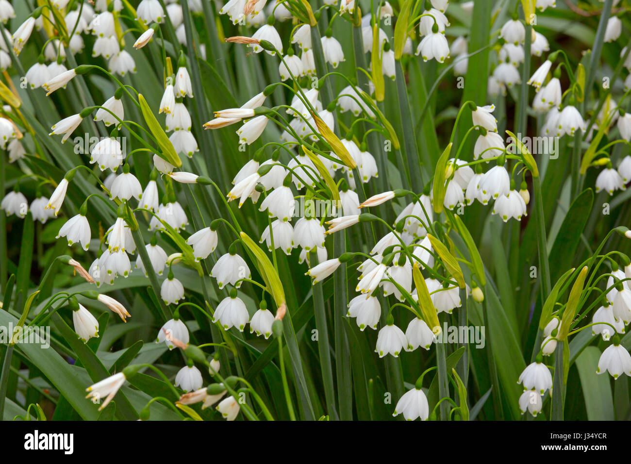 Loddon Lily  Leucojum aestivum Family - Amaryllidaceae Also known as - Summer/Giant Snowflake Stock Photo