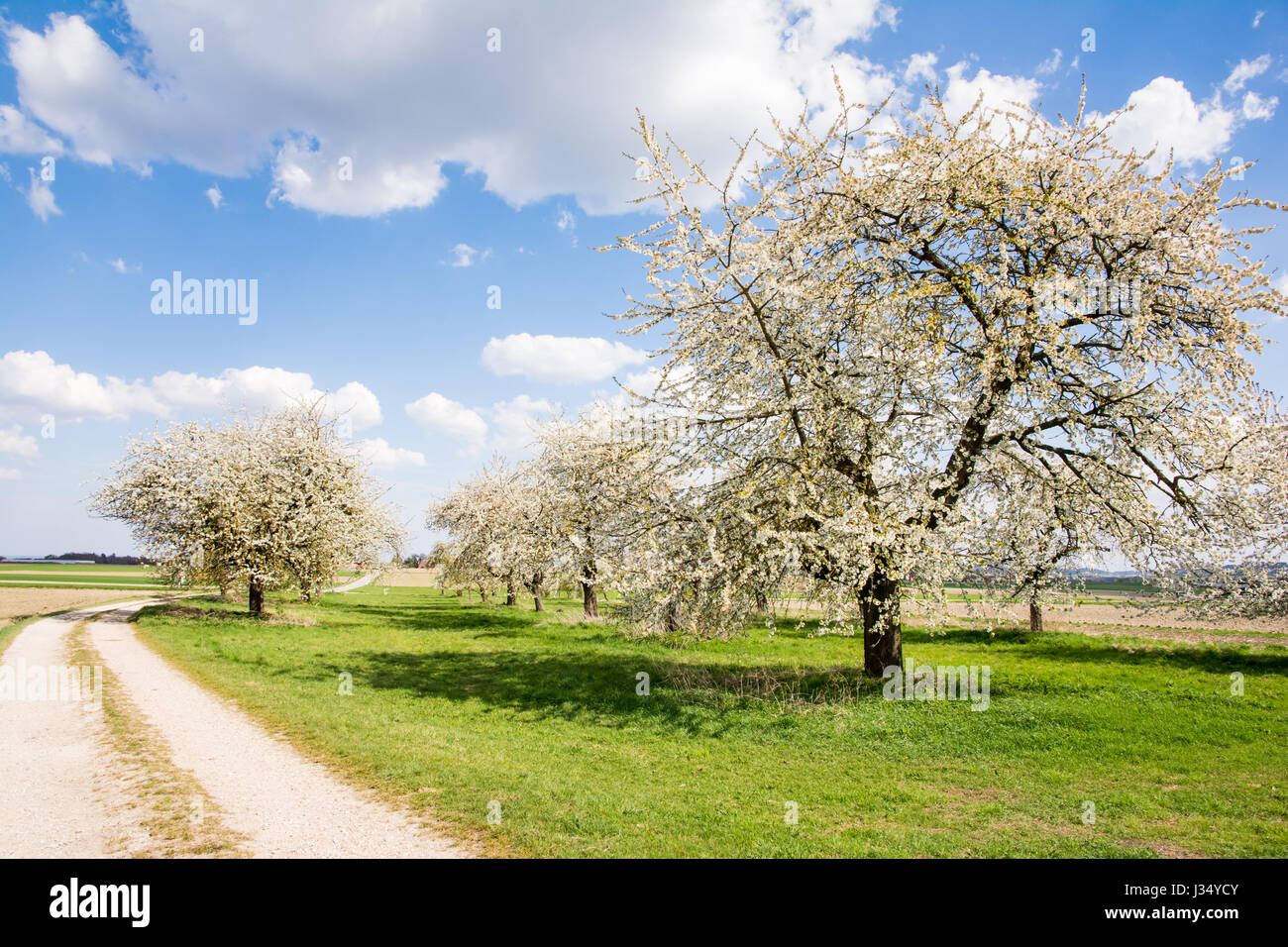 Flowering fruit trees hi-res stock photography and images - Alamy