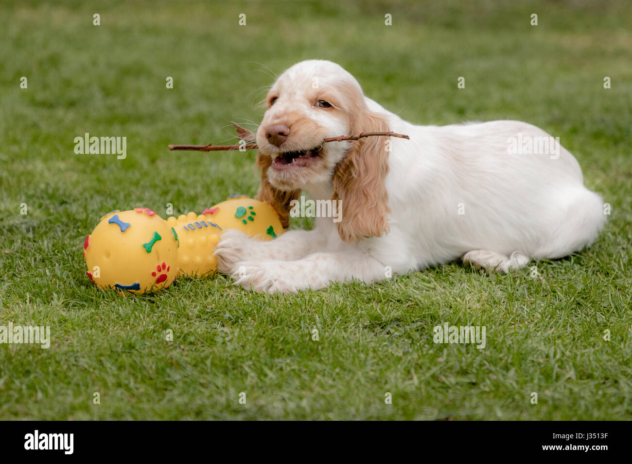 Cheerful mischievious spaniel puppy playing with squeaky toy and stick Stock Photo