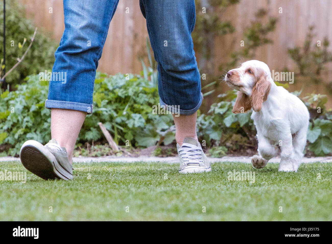 Cheerful mischievious cocker spaniel puppy happy running in garden Stock Photo
